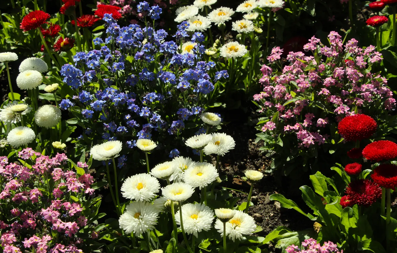 Photo wallpaper garden, color, spring, blooming