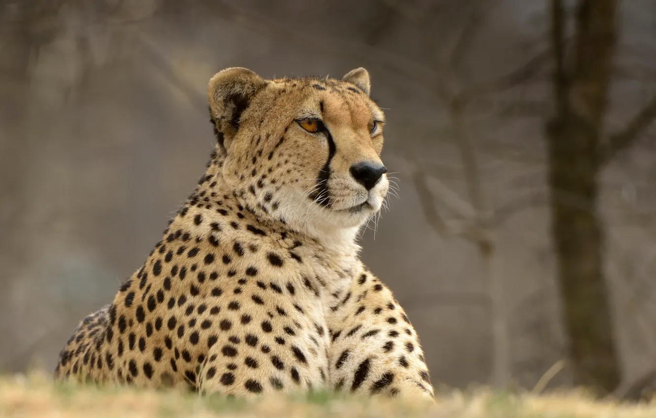 Photo wallpaper portrait, Cheetah, wild cat