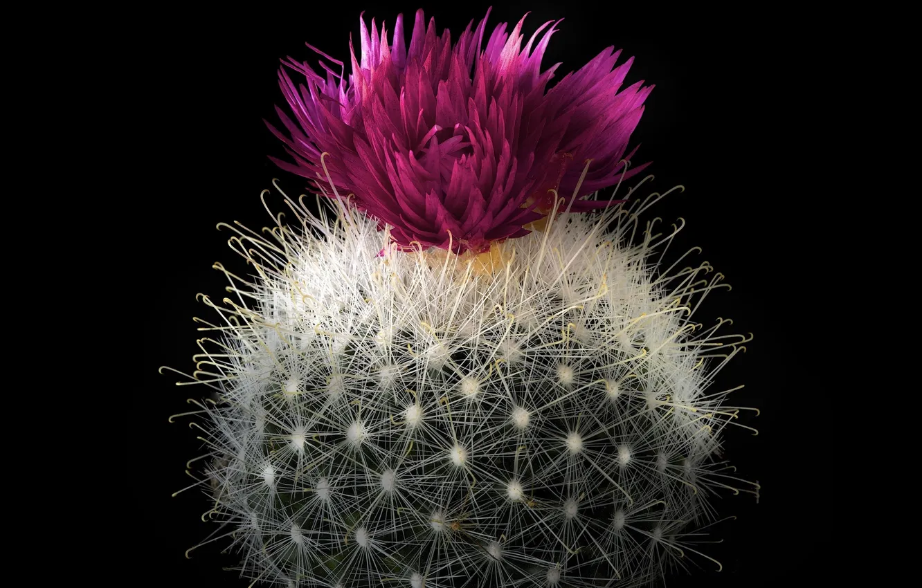 Photo wallpaper flower, macro, ball, cactus, barb, black background