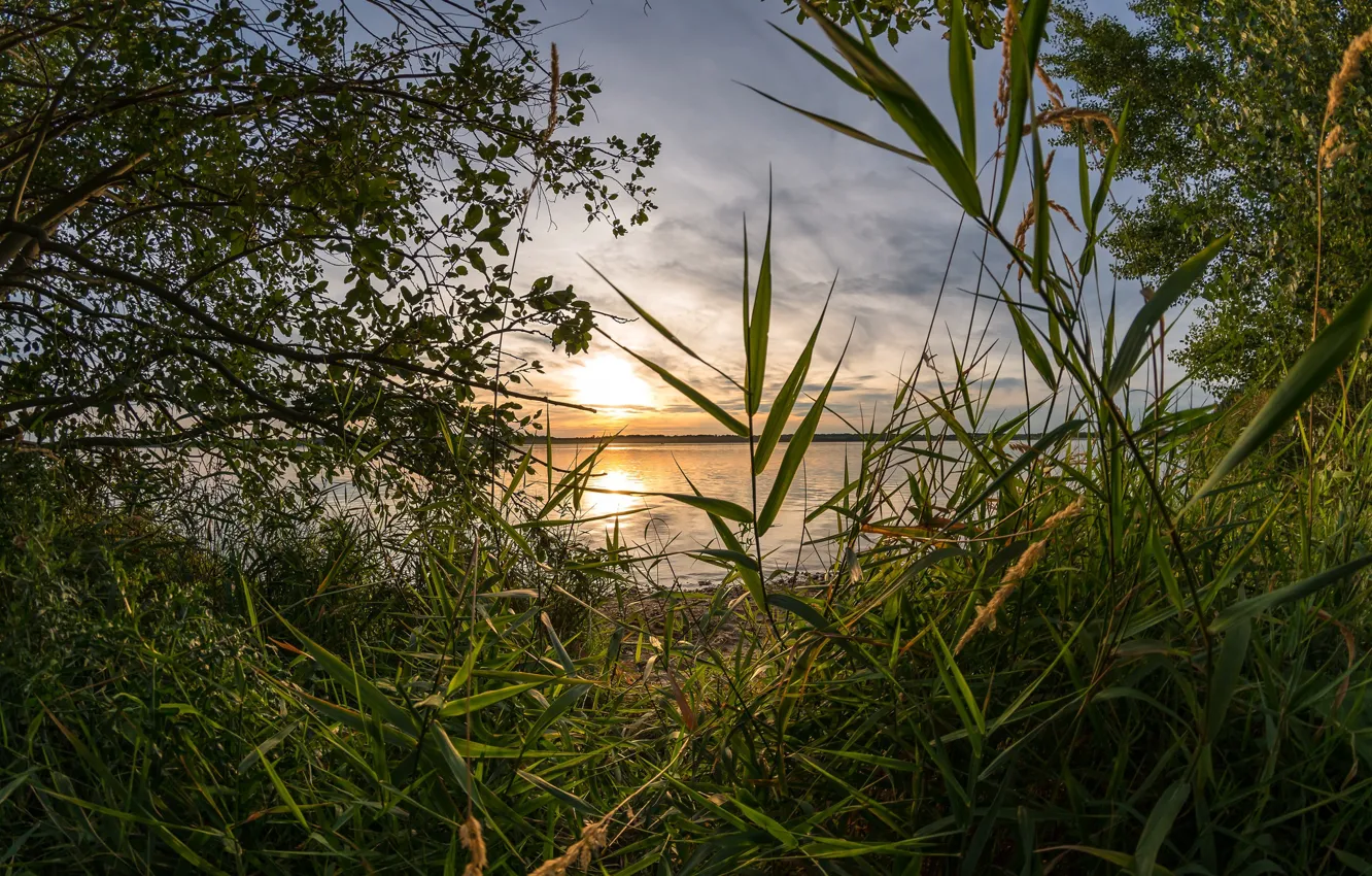 Photo wallpaper lake, thickets, morning, reed