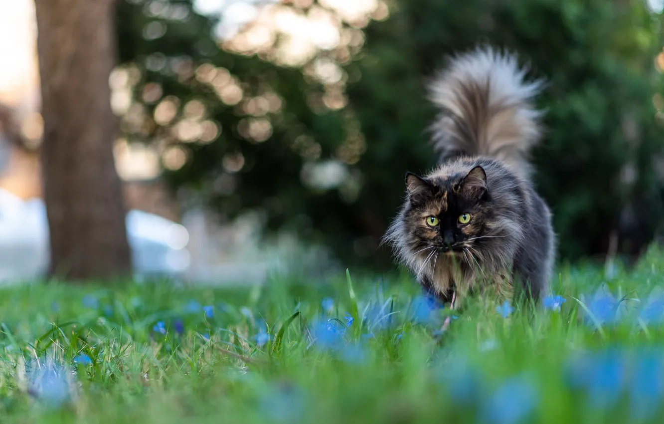 Photo wallpaper cat, look, tail, lawn
