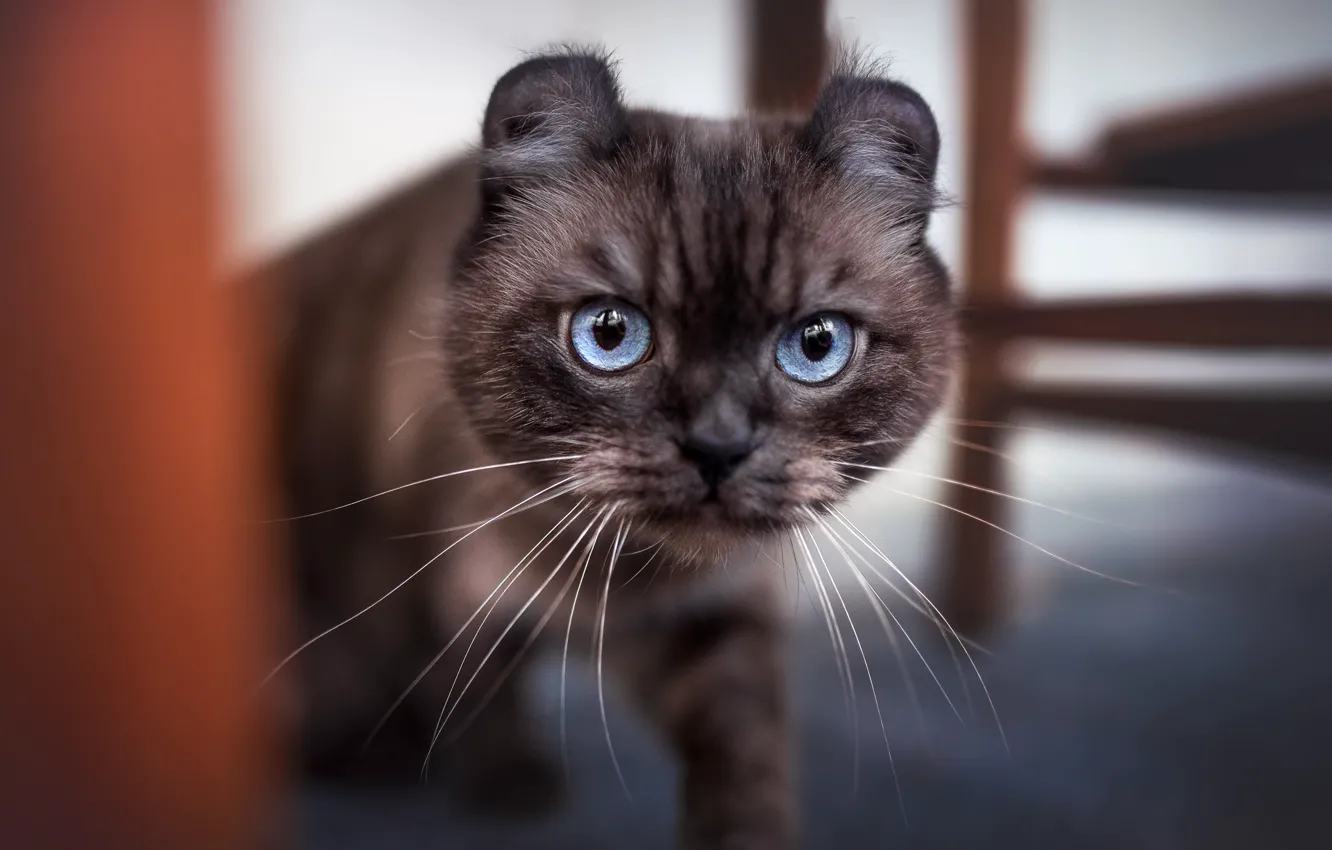 Photo wallpaper cat, cat, mustache, look, pose, room, furniture, small