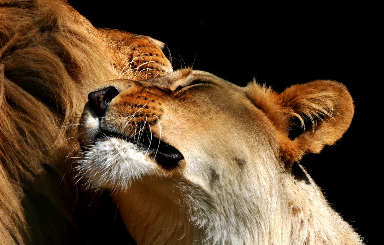 Photo wallpaper Leo, pair, lioness