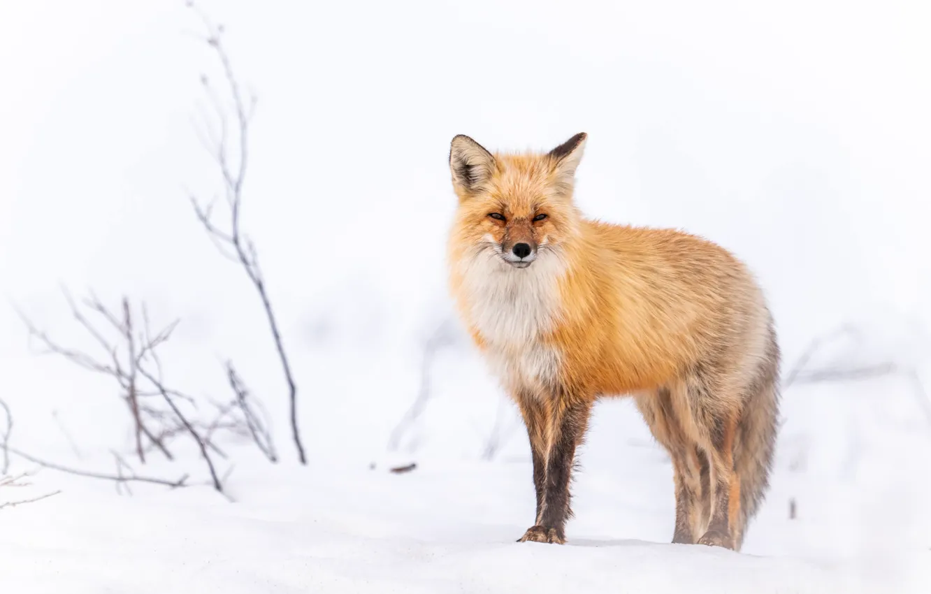 Photo wallpaper winter, look, snow, branches, Fox, white background, red, Fox
