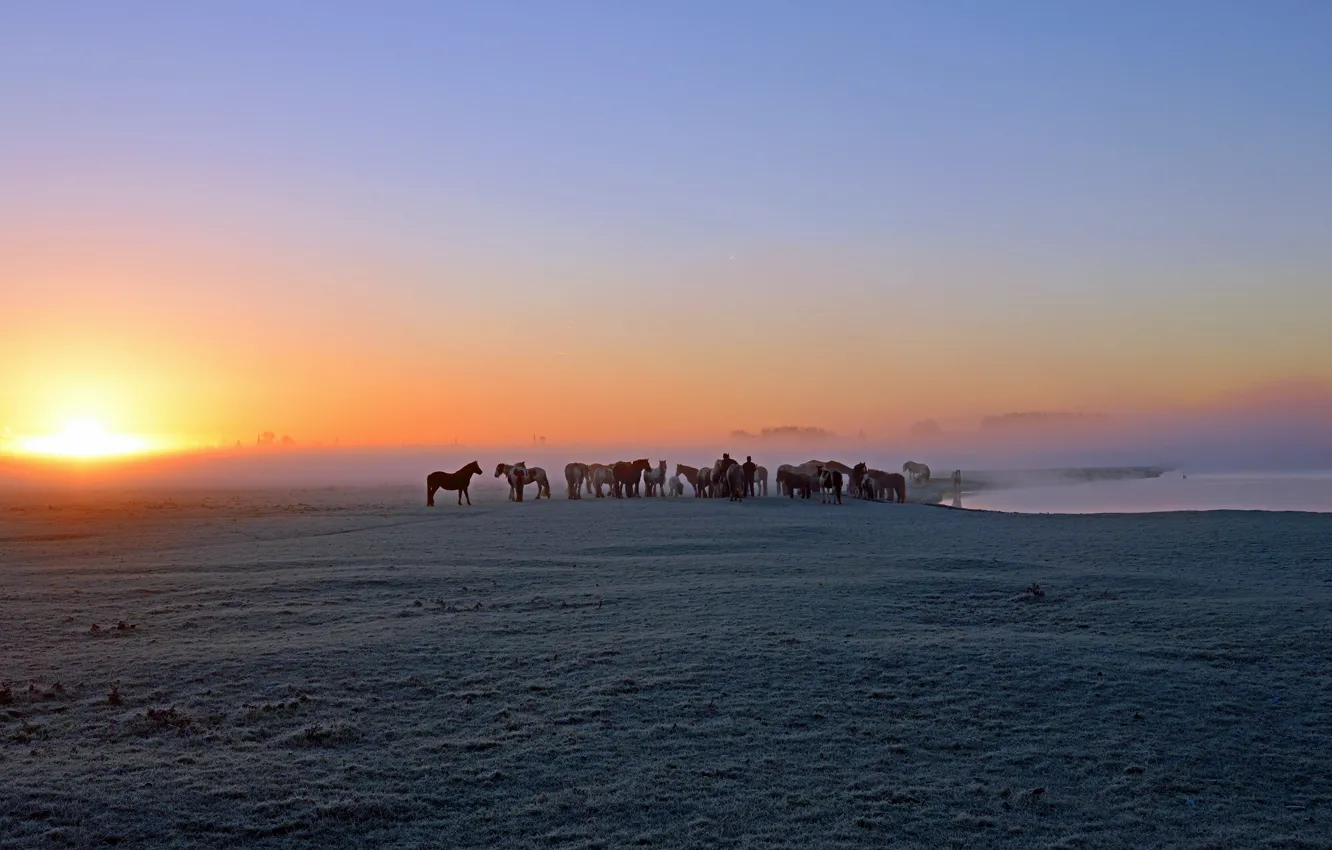Photo wallpaper field, the sky, fog, horse, dawn, horse, morning, haze