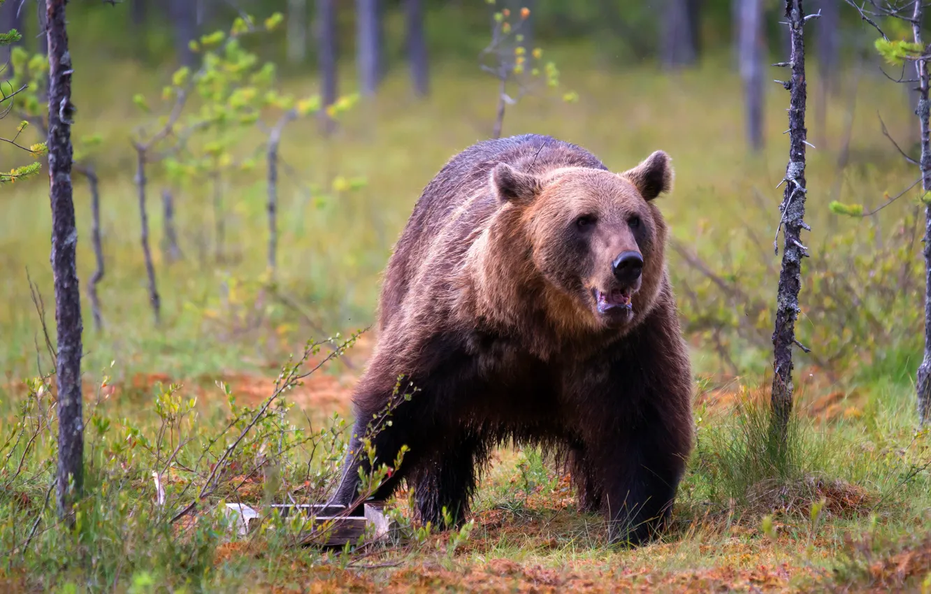 Photo wallpaper forest, grass, look, face, trees, nature, pose, glade