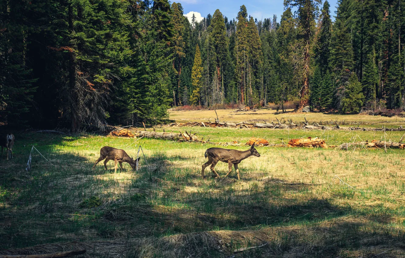 Photo wallpaper forest, grass, light, glade, two, deer, ate, pair