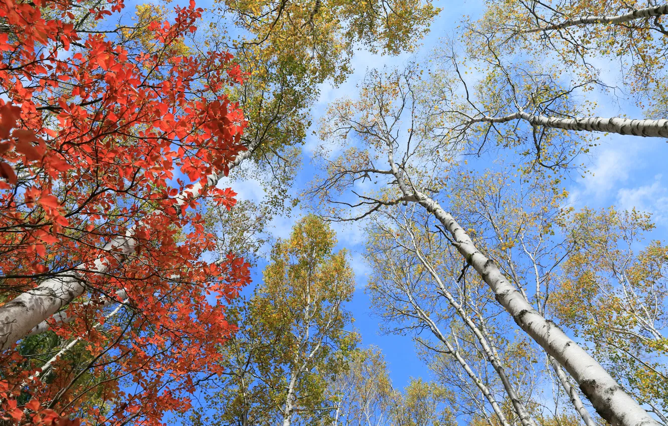 Photo wallpaper autumn, the sky, leaves, trees, trunk, the crimson