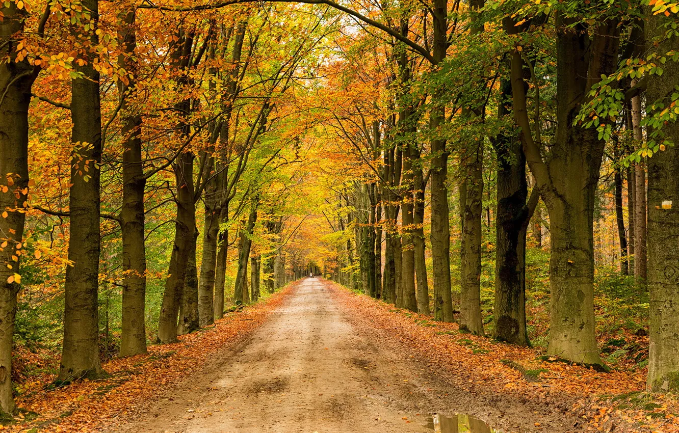 Photo wallpaper road, autumn, landscape