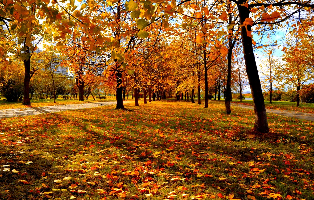Photo wallpaper autumn, trees, red-yellow leaves, city Park