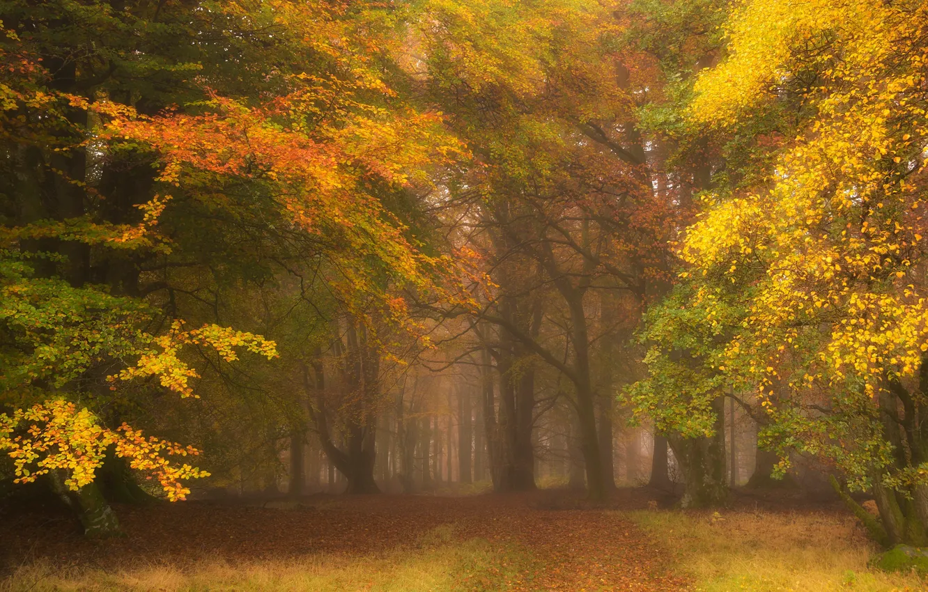 Photo wallpaper autumn, forest, leaves, trees, branches, yellow, nature, fog