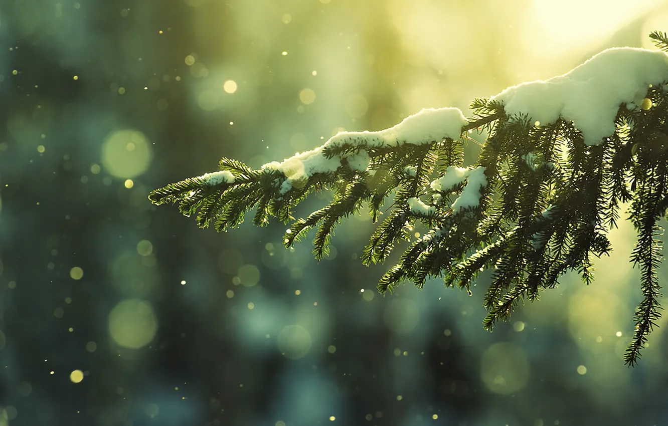 Photo wallpaper winter, snow, nature, spruce