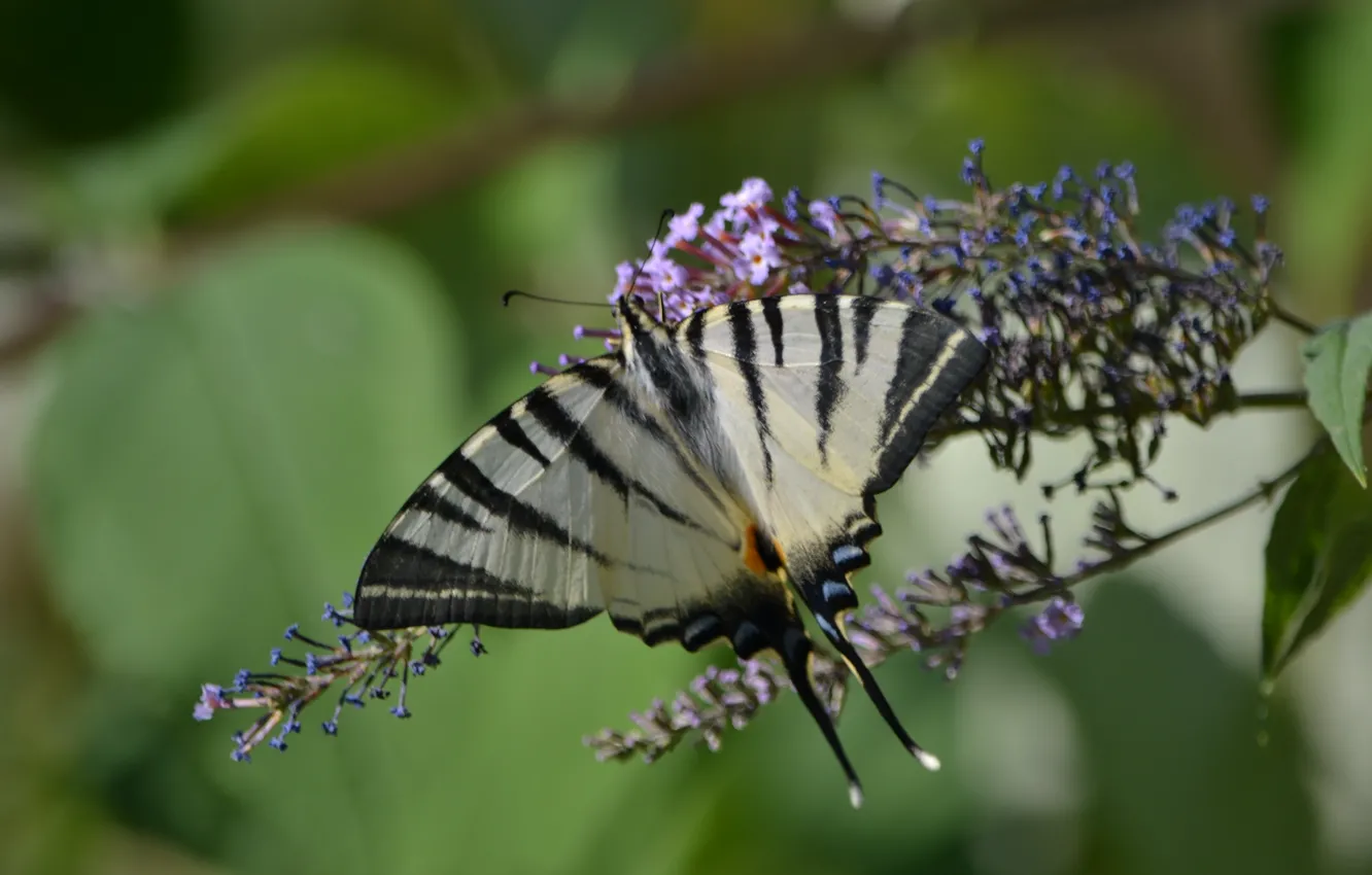 Photo wallpaper greens, blue, yellow, nature, butterfly, black, plant, fauna