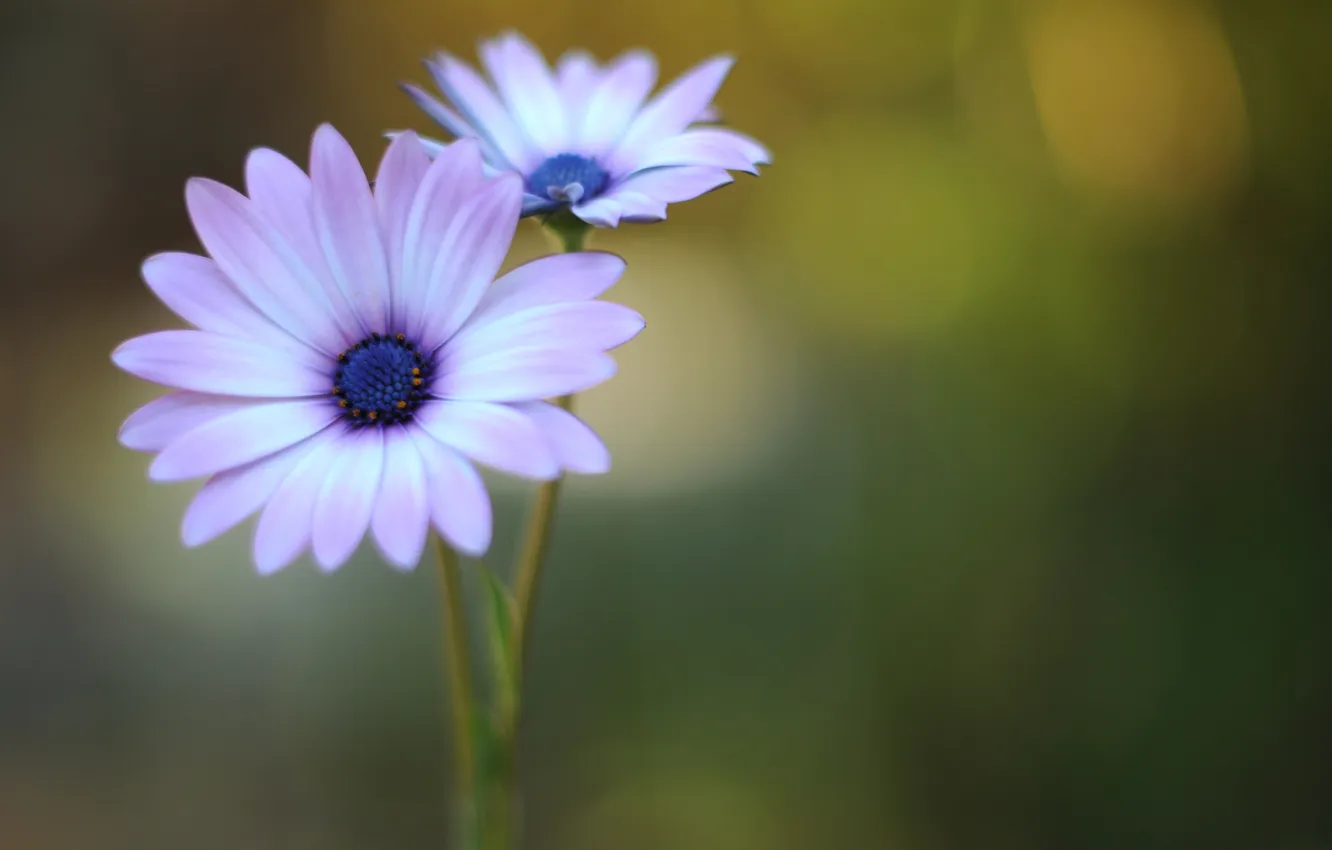 Photo wallpaper macro, flowers, nature, green, glare, color, petals, lilac