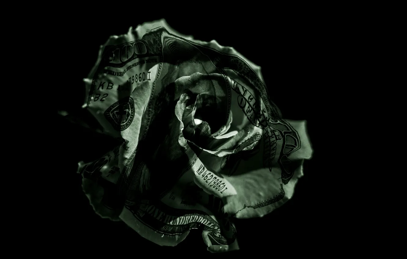 Photo wallpaper macro, roses, dollars, buds, the bucks