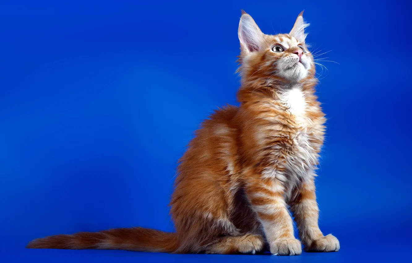 Photo wallpaper cat, background, red