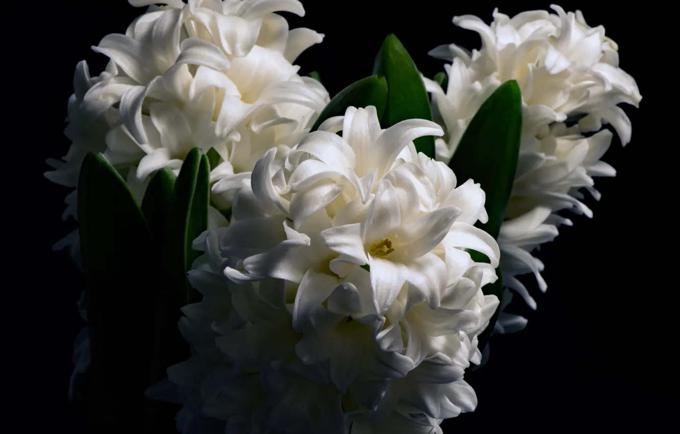 Photo wallpaper white, macro, hyacinths