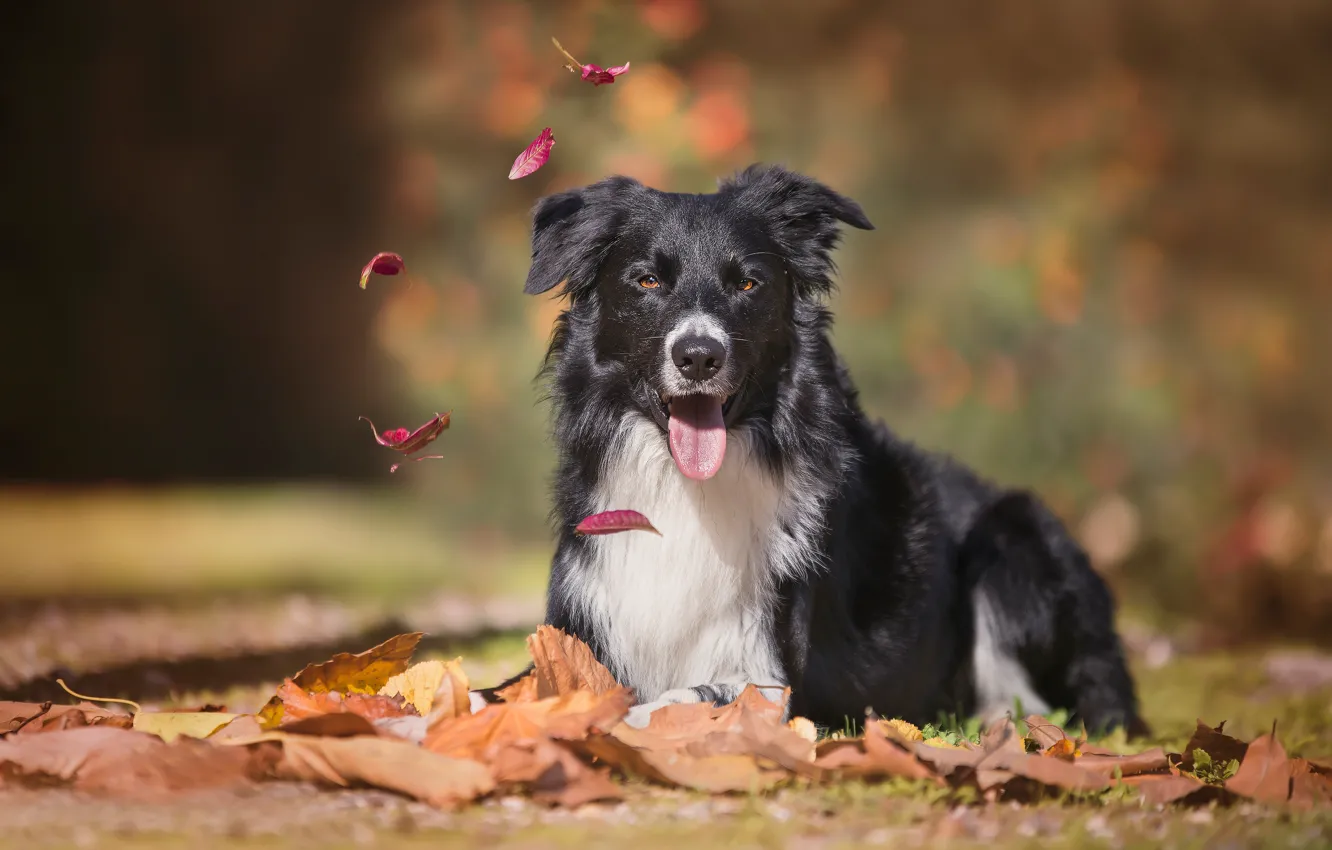 Photo wallpaper autumn, language, look, leaves, dog, bokeh, the border collie