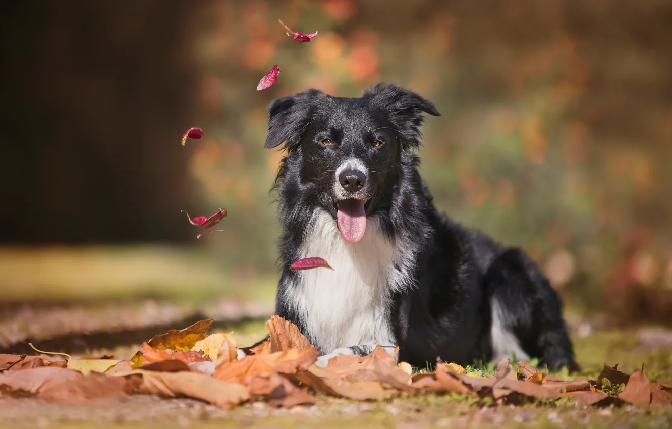 Photo wallpaper autumn, language, look, leaves, dog, bokeh, The border collie