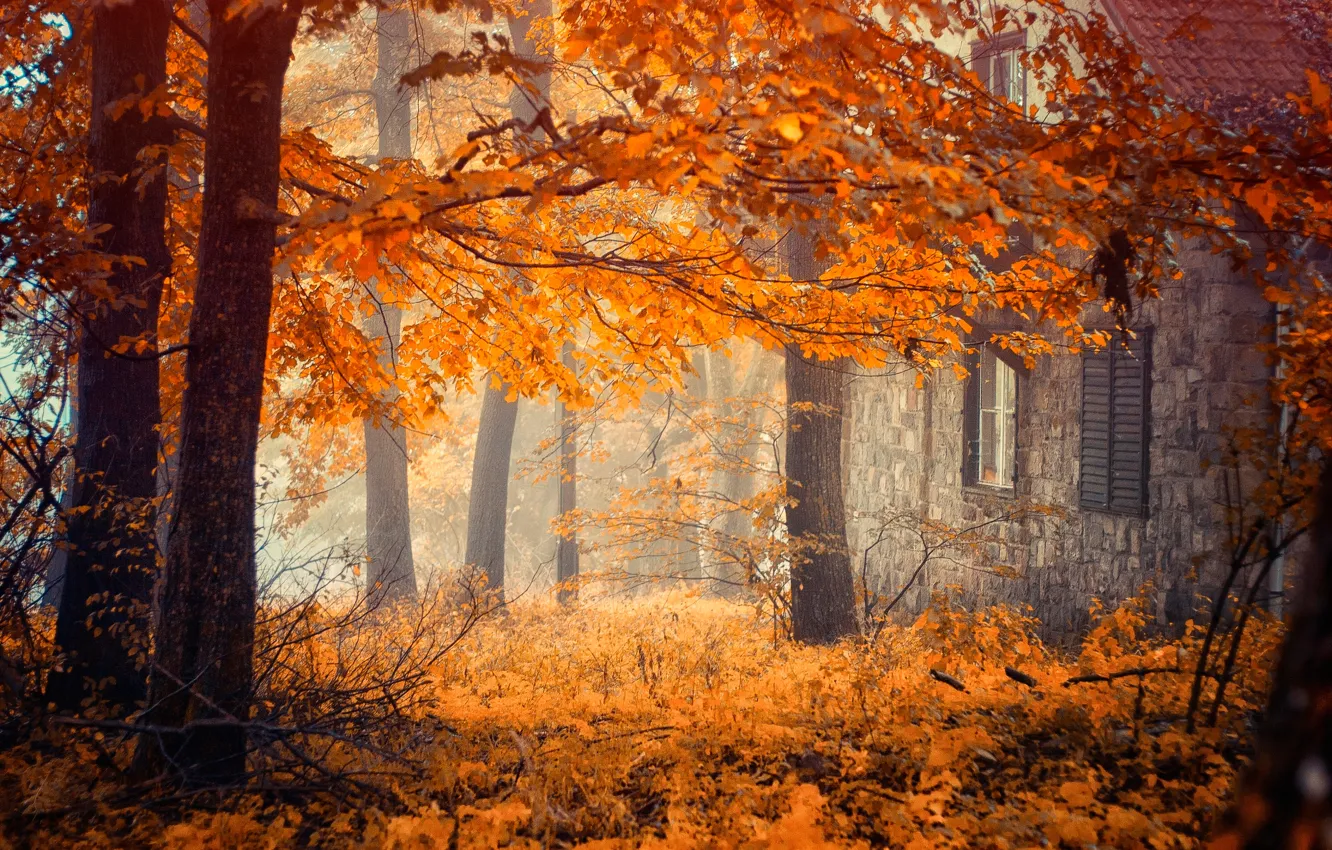 Photo wallpaper autumn, trees, house