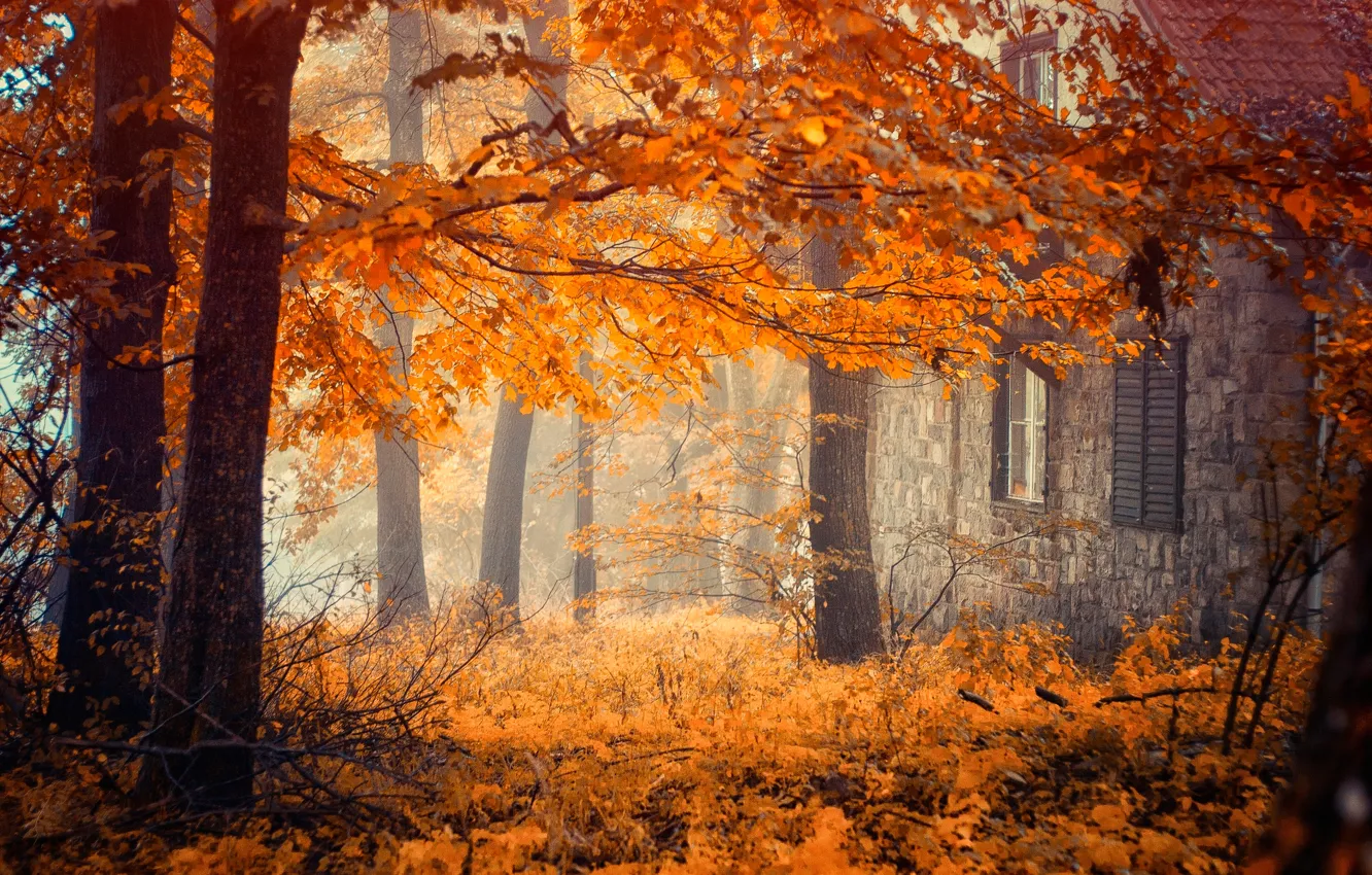 Photo wallpaper autumn, trees, home
