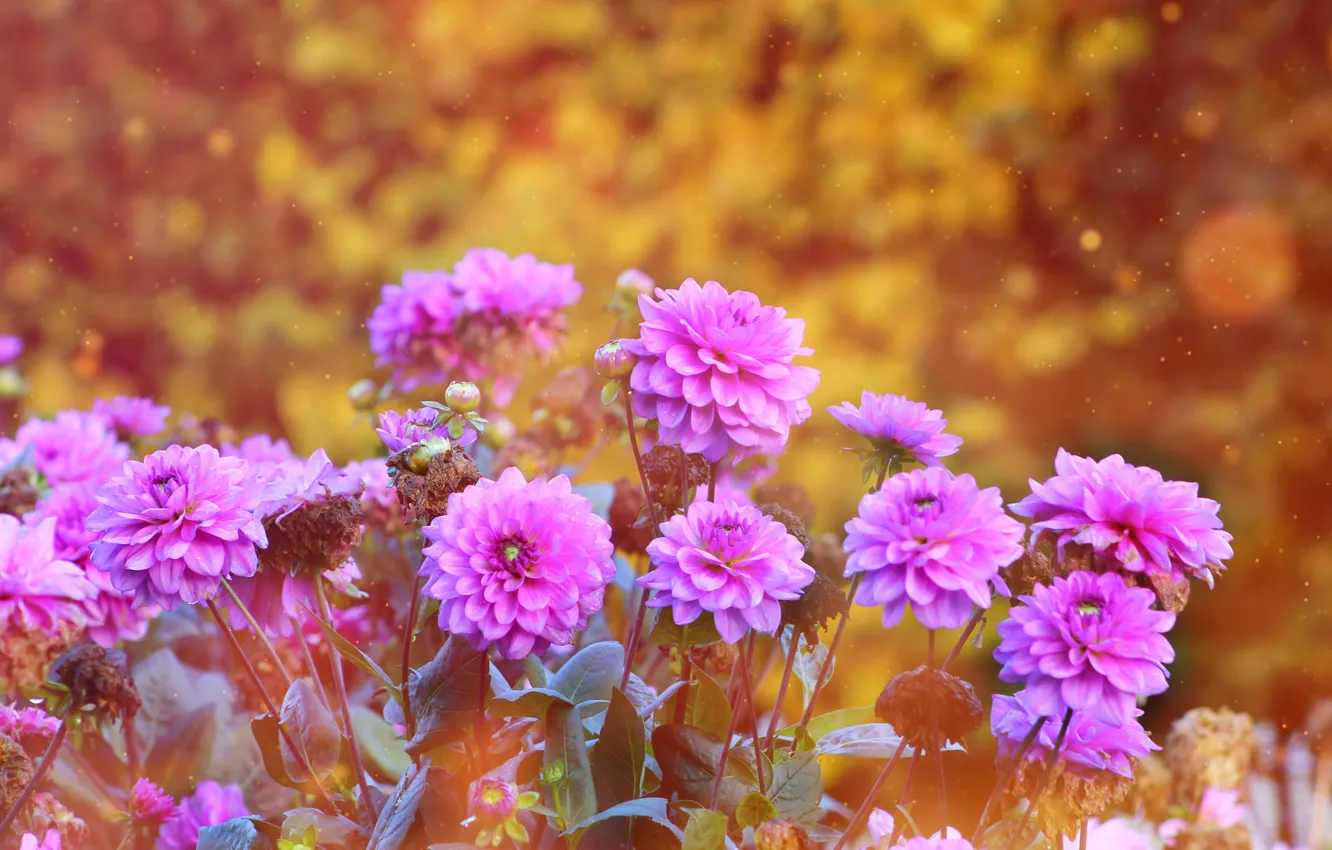 Photo wallpaper flower, garden, blooming