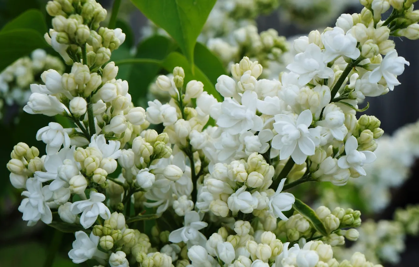 Photo wallpaper flower, spring, lilac