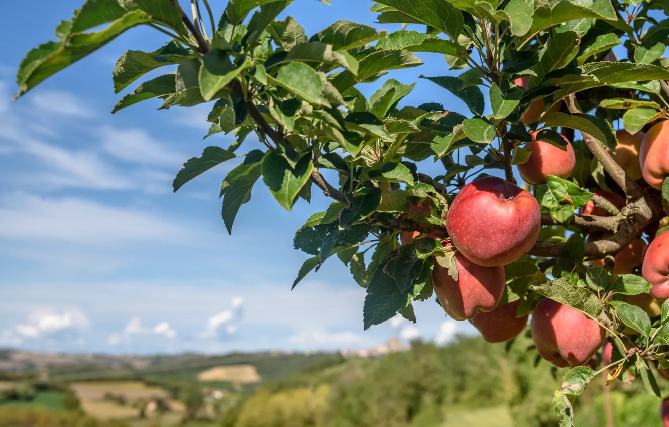 Photo wallpaper apples, harvest, fruit, fruit