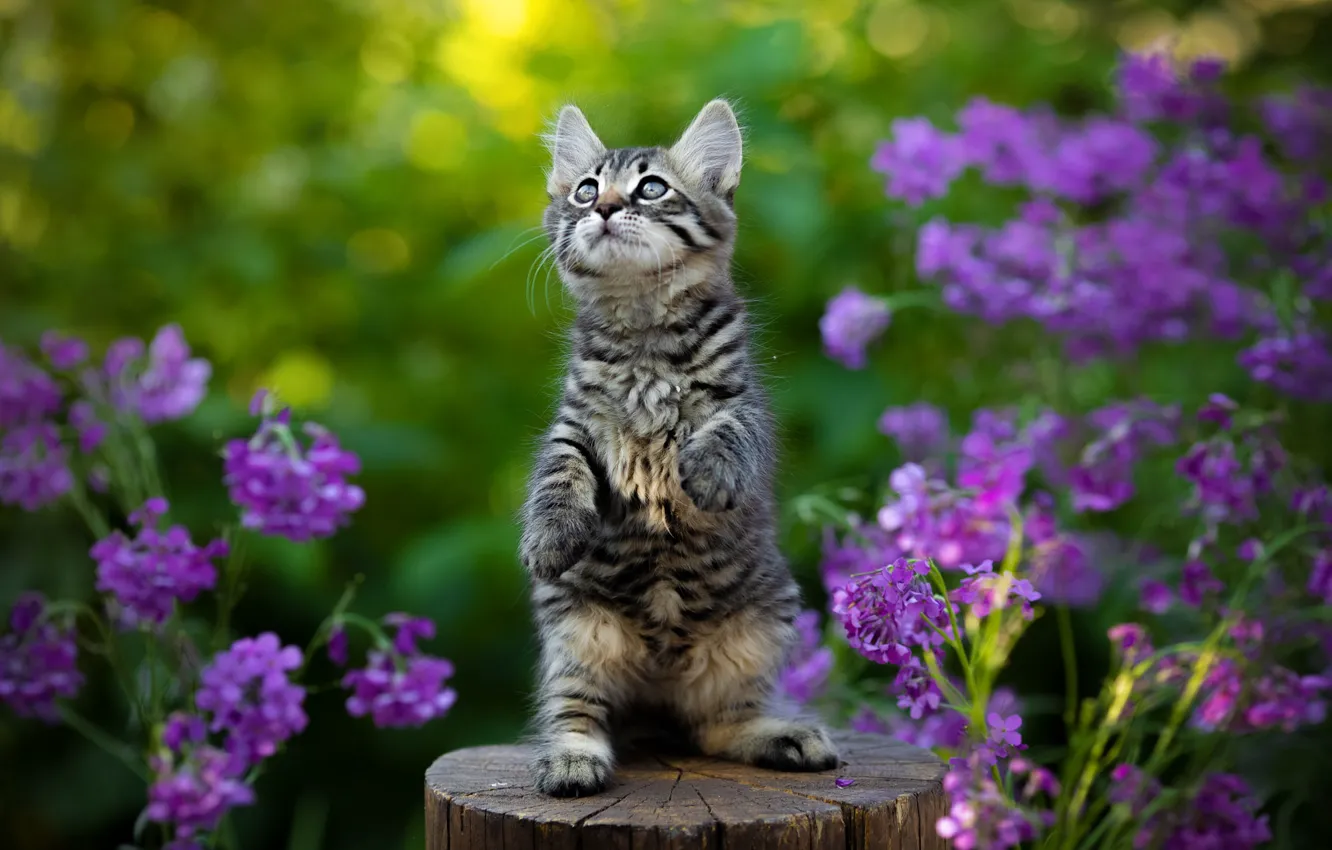 Photo wallpaper flowers, kitty, stand, deck, Yuriy Korotun