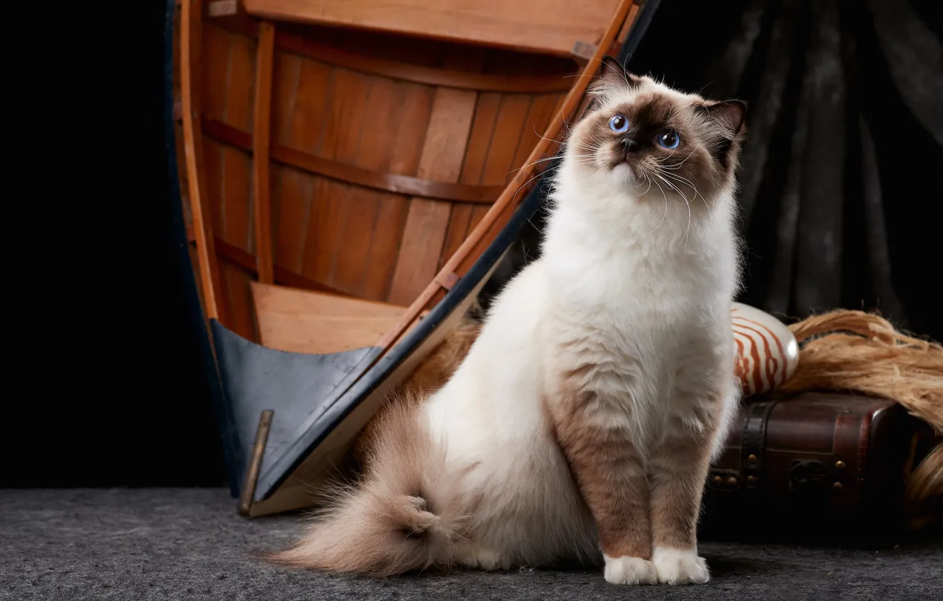Photo wallpaper cat, cat, look, boat, suitcase, sitting, Studio, ragdoll