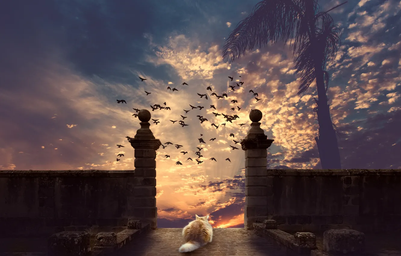 Photo wallpaper cat, the sky, cat, sunset, palm trees, bird, photoshop
