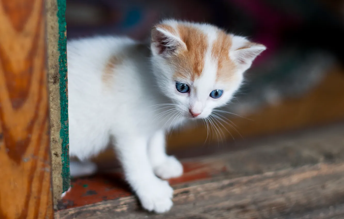 Photo wallpaper baby, kitty, blue eyes