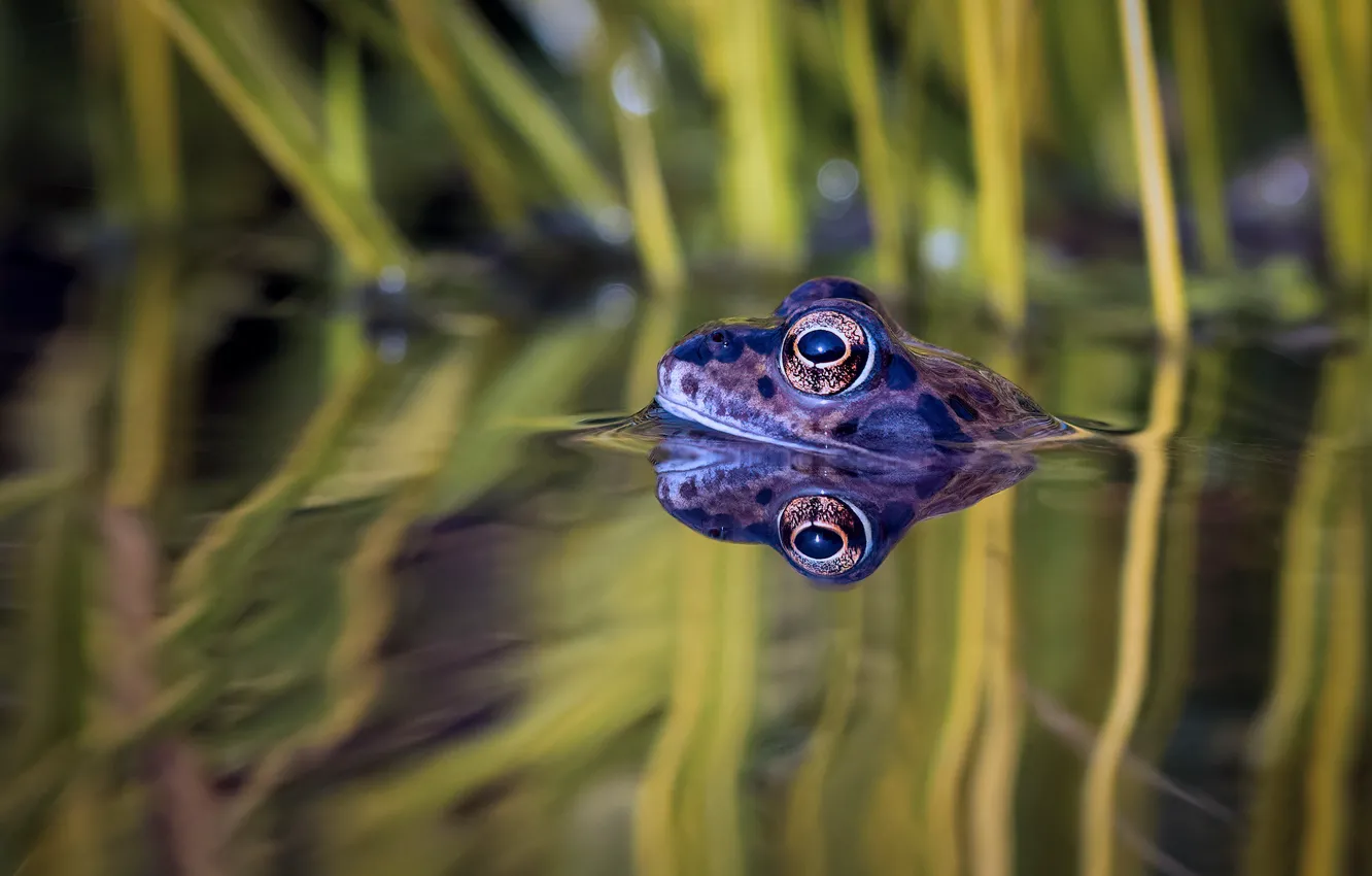 Photo wallpaper eyes, water, reflection, frog, blur