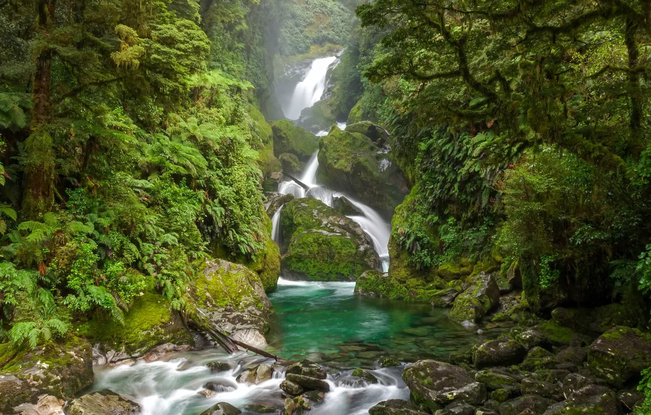 Photo wallpaper greens, forest, trees, stones, waterfall, moss, jungle, New Zealand