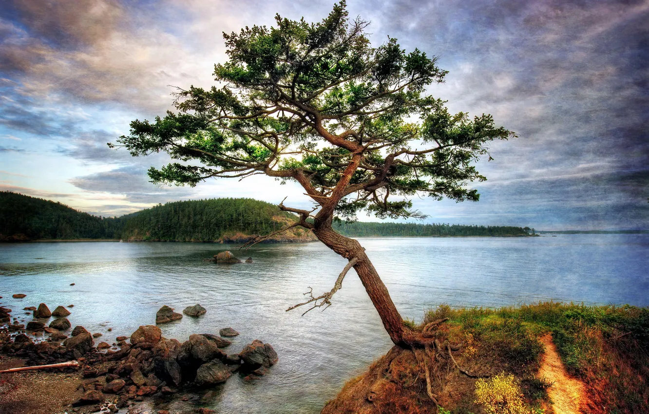 Photo wallpaper forest, the sky, water, clouds, trees, landscape, mountains, nature