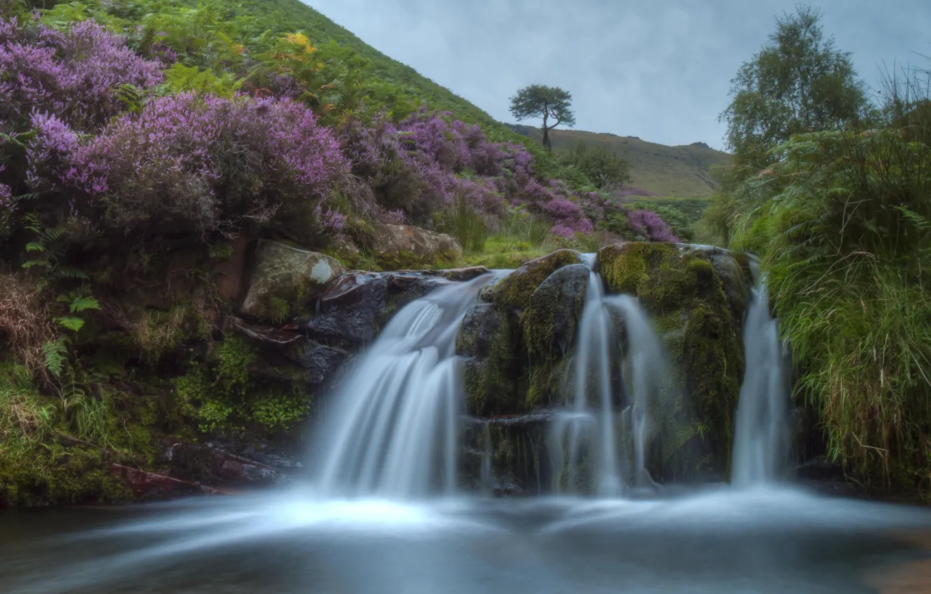 Photo wallpaper water, river, stones, stream, flowering, the bushes