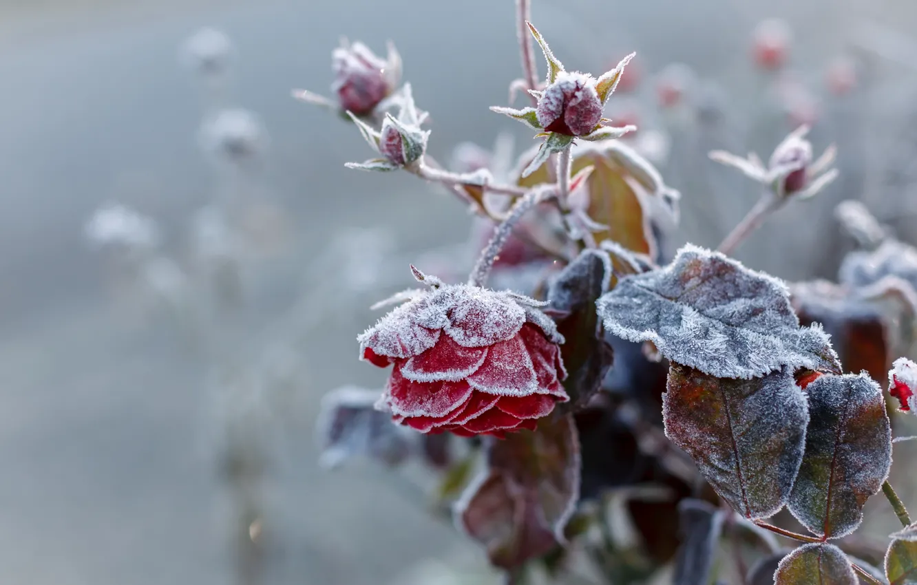 Photo wallpaper frost, autumn, flower, rose