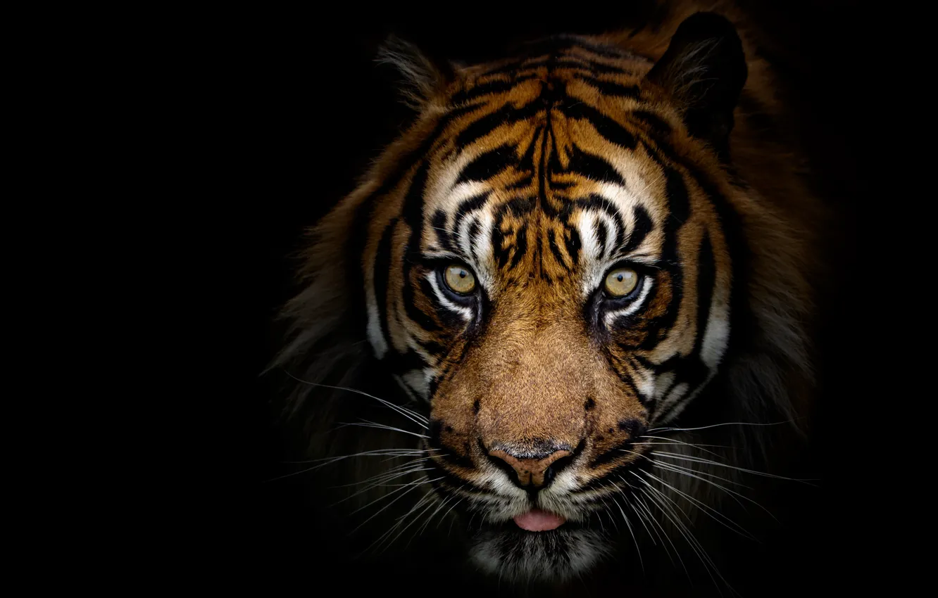 Photo wallpaper look, face, tiger, portrait, black background