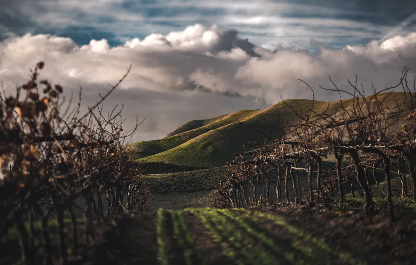 Photo wallpaper field, clouds, landscape, the way, vineyard, field, landscape, clouds