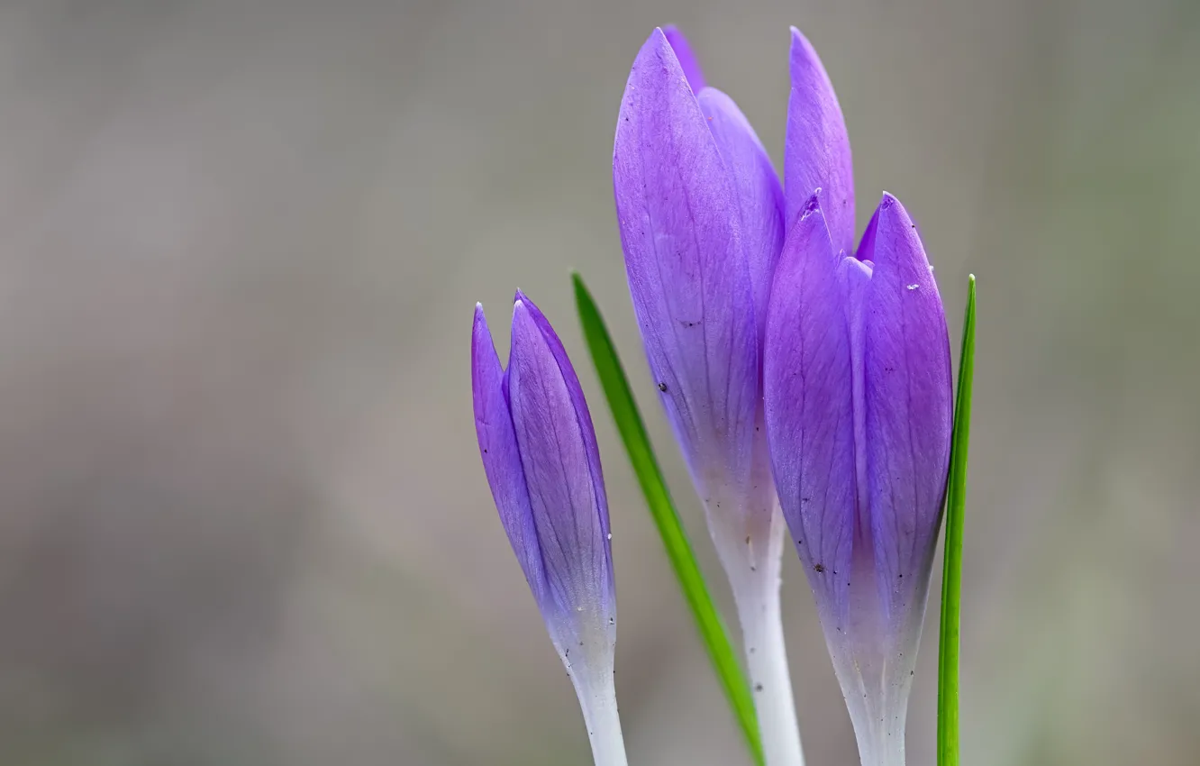 Photo wallpaper flowers, background, spring, crocuses, buds, lilac