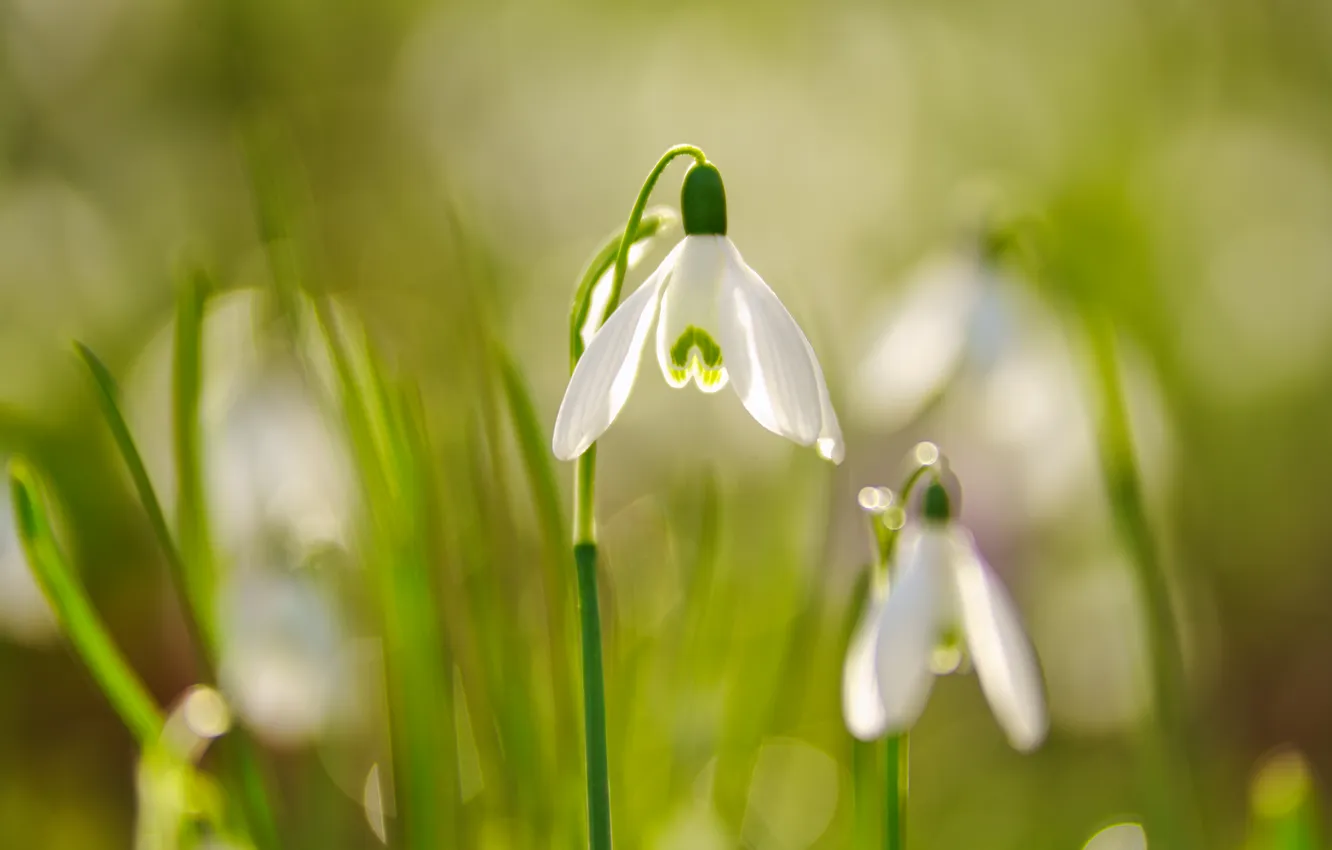 Photo wallpaper greens, light, flowers, spring, stem, snowdrops, white, green background