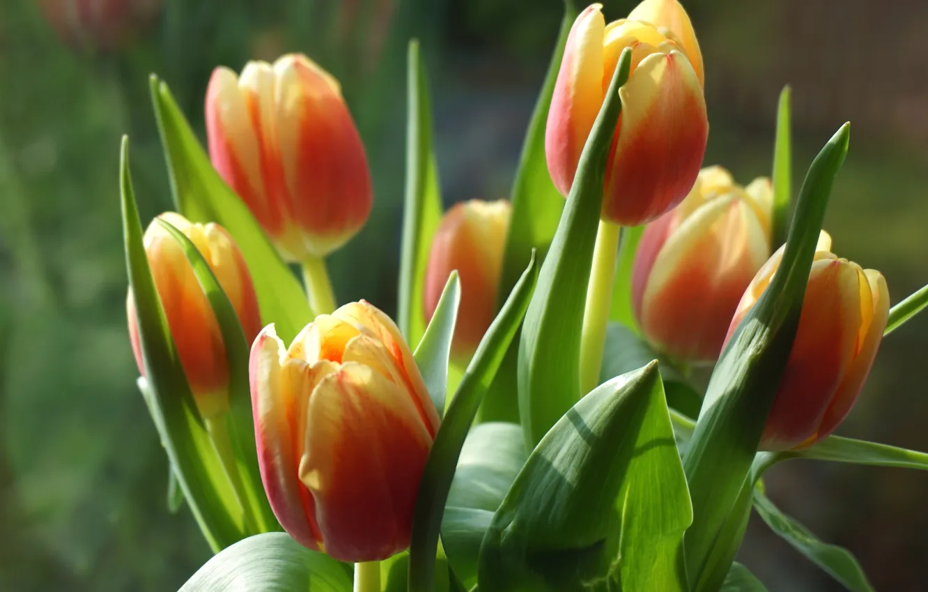 Photo wallpaper greens, leaves, light, flowers, orange, bouquet, spring, tulips