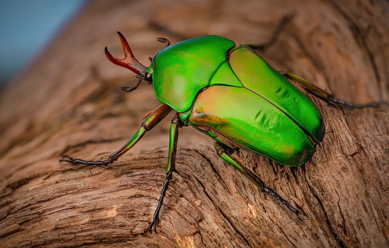 Photo wallpaper green, tree, beetle, insect, bark, blurred background, brilliant