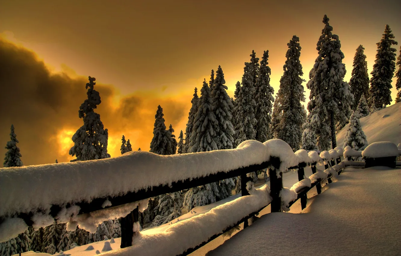 Photo wallpaper cold, winter, snow, spruce, white
