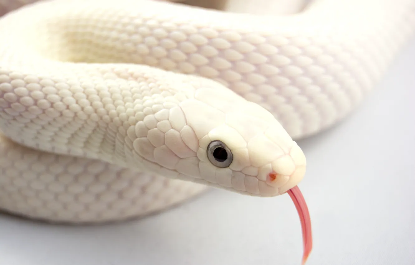 Photo wallpaper language, snakes, albino