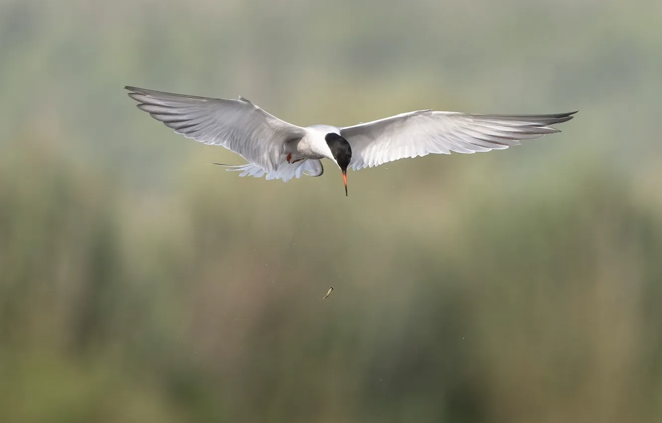 Photo wallpaper bird, seagulls, bokeh, mining, catch, dropped, Andrey Kiselev