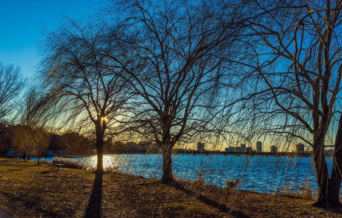 Photo wallpaper trees, the city, river