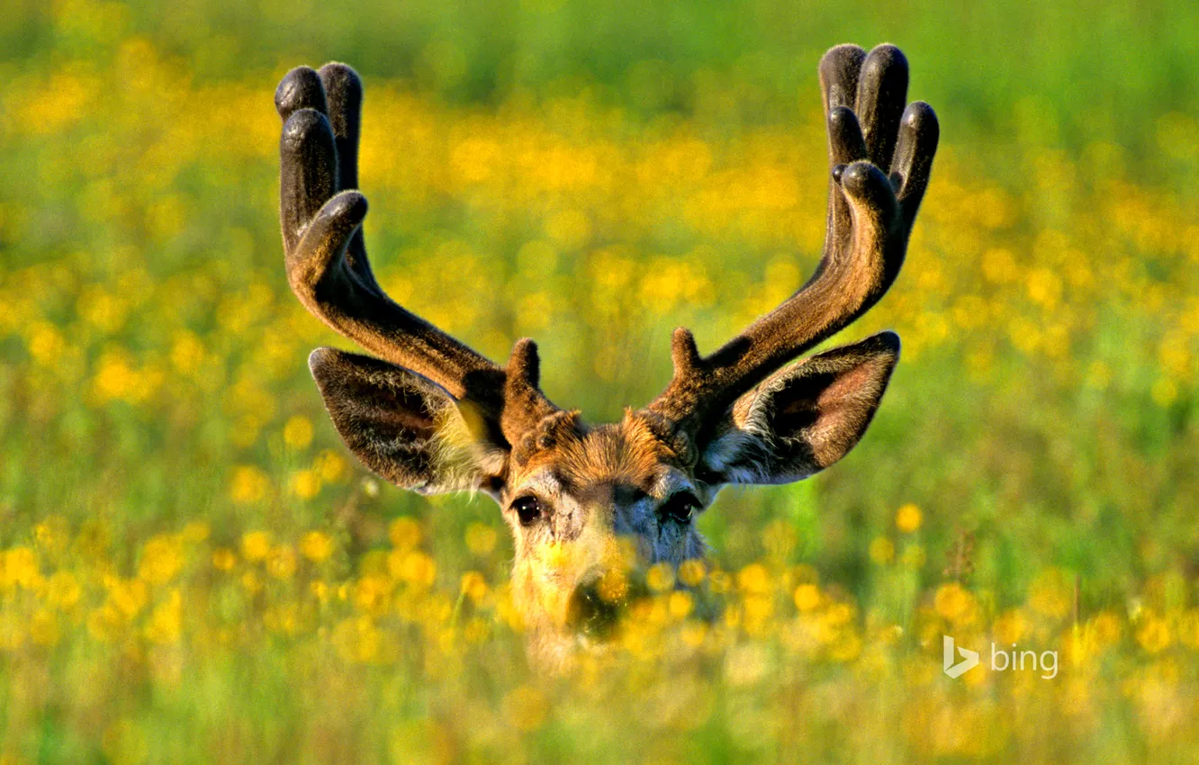 Photo wallpaper grass, nature, deer, meadow, Canada, horns, Albert, Jasper National Park