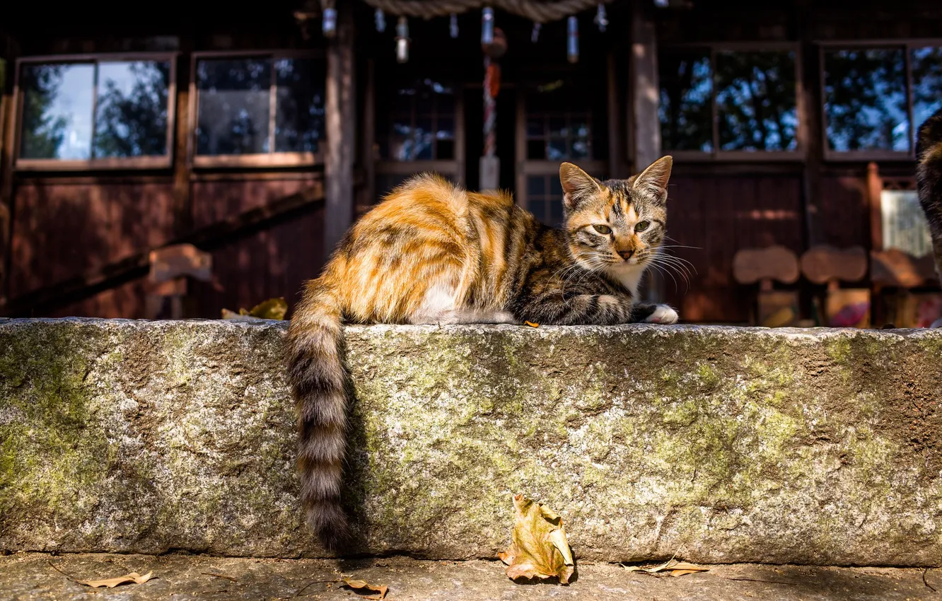 Photo wallpaper cat, look, tail