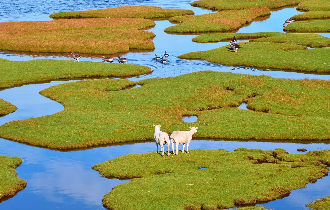 Photo wallpaper greens, grass, water, Islands, sheep, geese